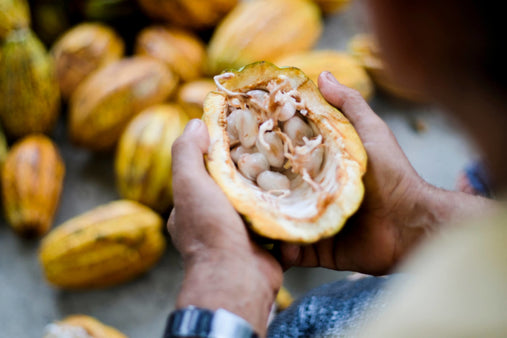 A man holds a freshly opened cacao pod. The white gelatinous pulp is exposed. In the background sits countless cacao pods - a sea of reds, yellows, and greens.