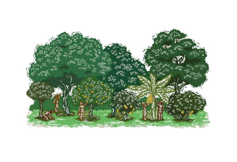 an illustration depicting regenerative agroforestry: cacao trees growing beneath the shade of various species of trees in a forest