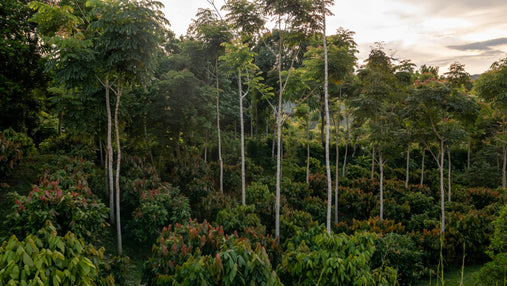 A dense forest is pictured with smaller cacao trees growing beneath the shade of larger trees of various species - regenerative agroforestry