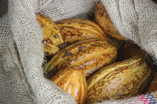 What Is Fair Trade Chocolate and Why Sustainable Chocolate Is Even Better | To'ak Chocolate