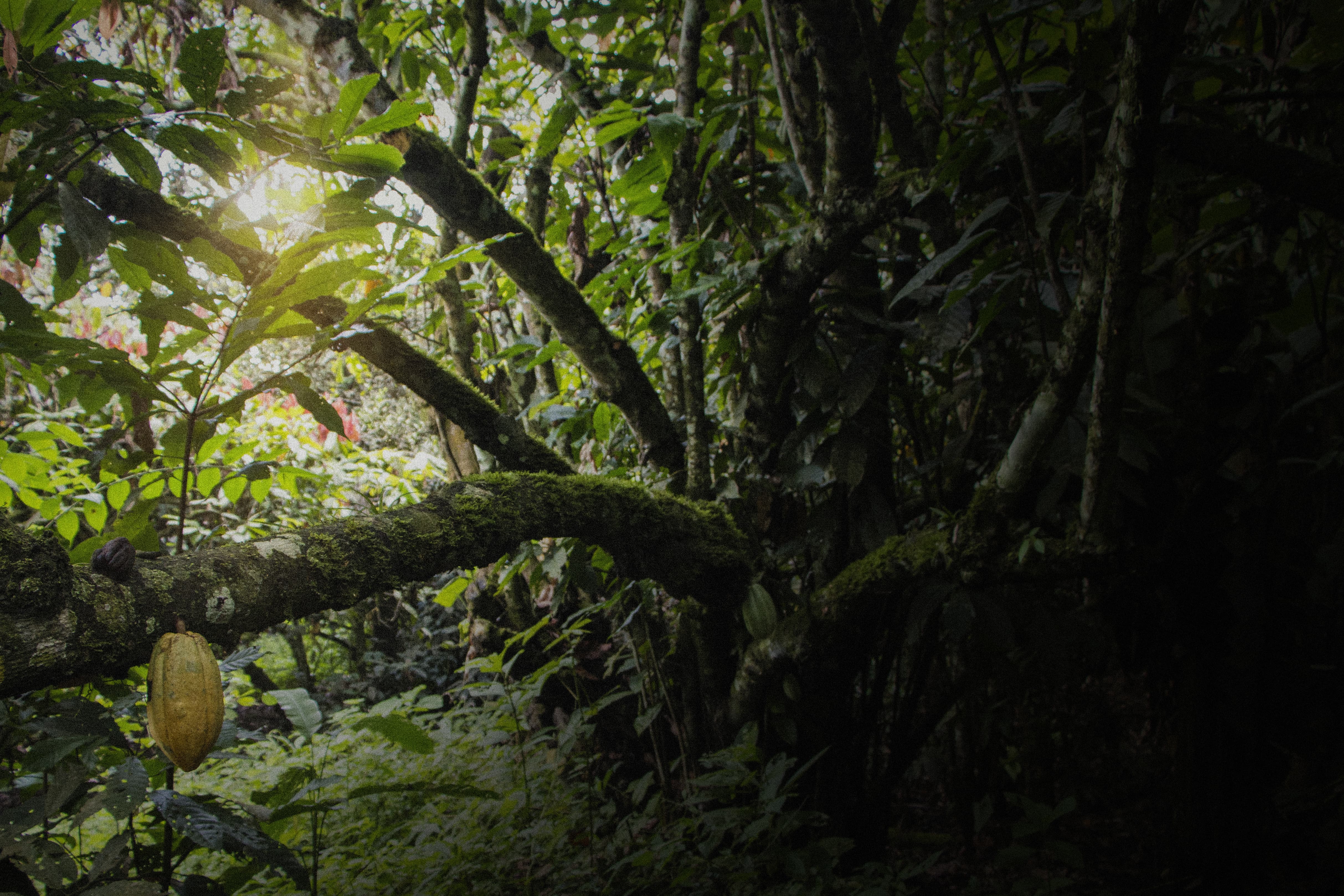 The Near Extinction of Ancient Nacional Cacao