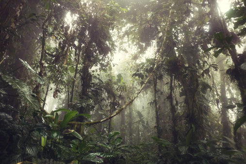 To’ak Chocolate and the Ecuadorian Rainforest: A Mutually Beneficial Relationship