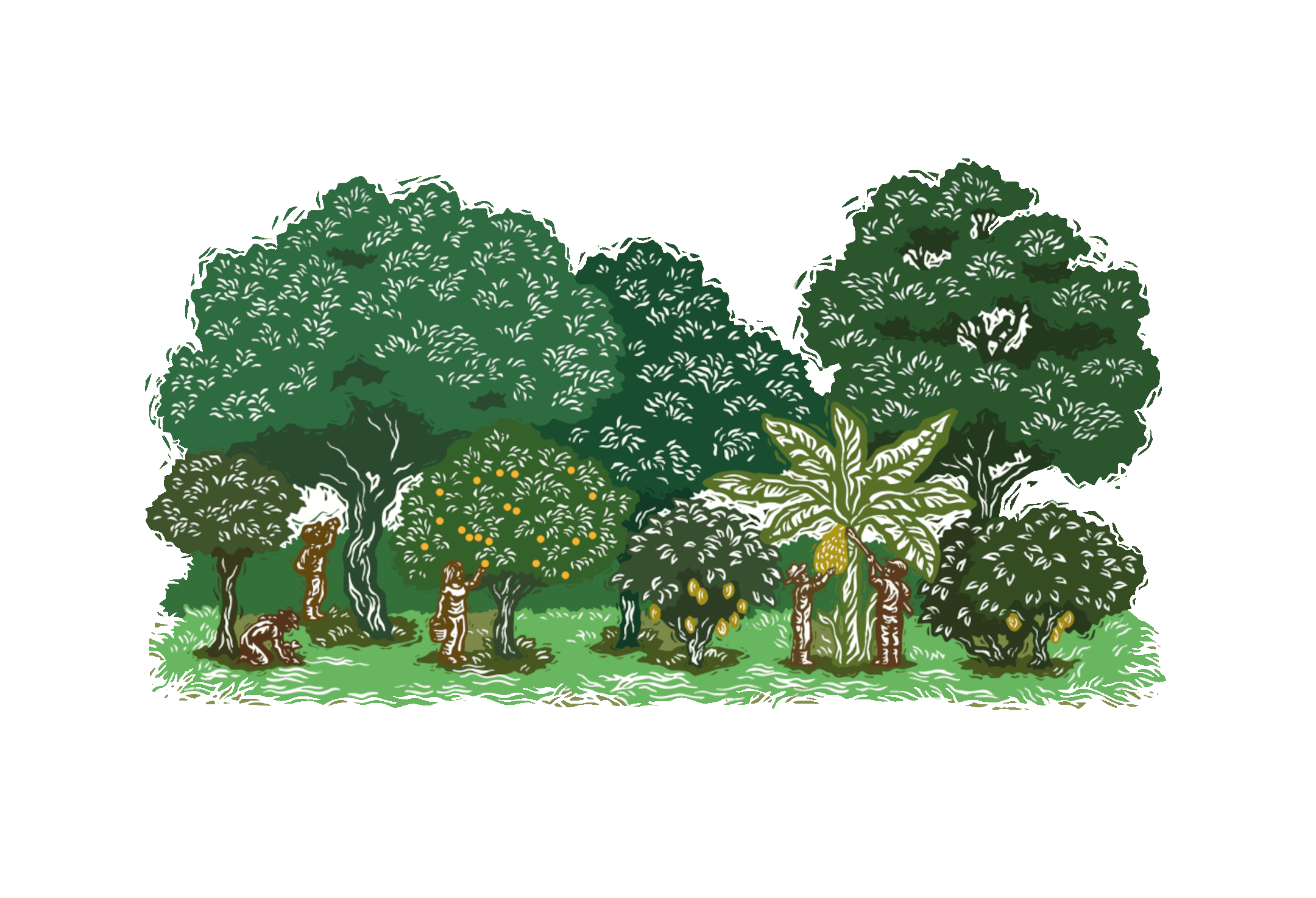 an illustration depicting regenerative agroforestry: cacao trees growing beneath the shade of various species of trees in a forest