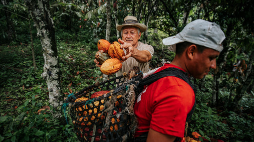 Local farmers harvesting cacao in Ecuador