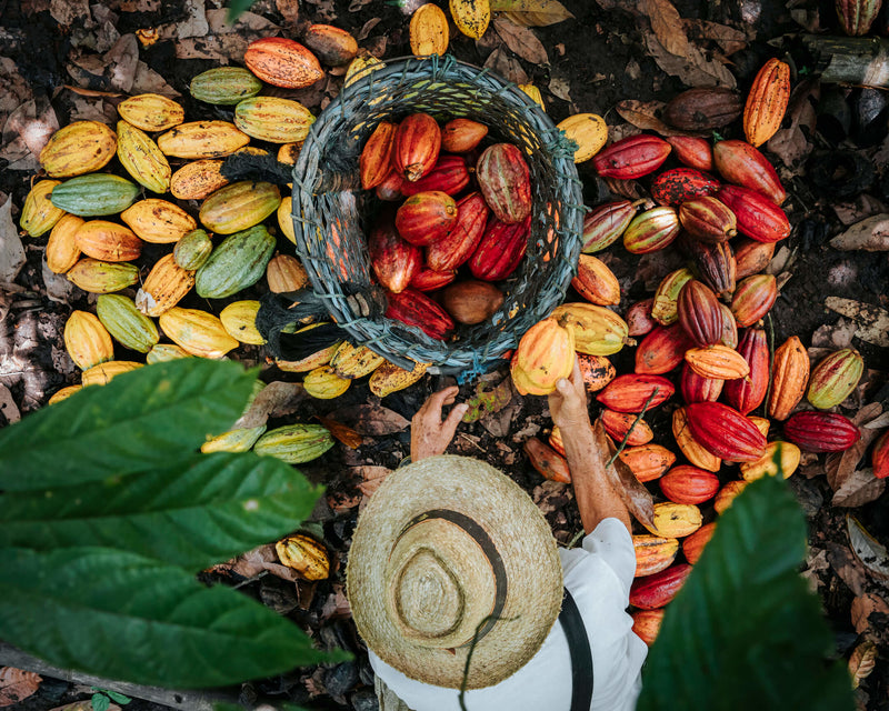 A farmer places a yellow cacao pod into a basket filled with pods. Surrounding the basket on the forest floor are countless cacao pods of varying shades of yellow and red.