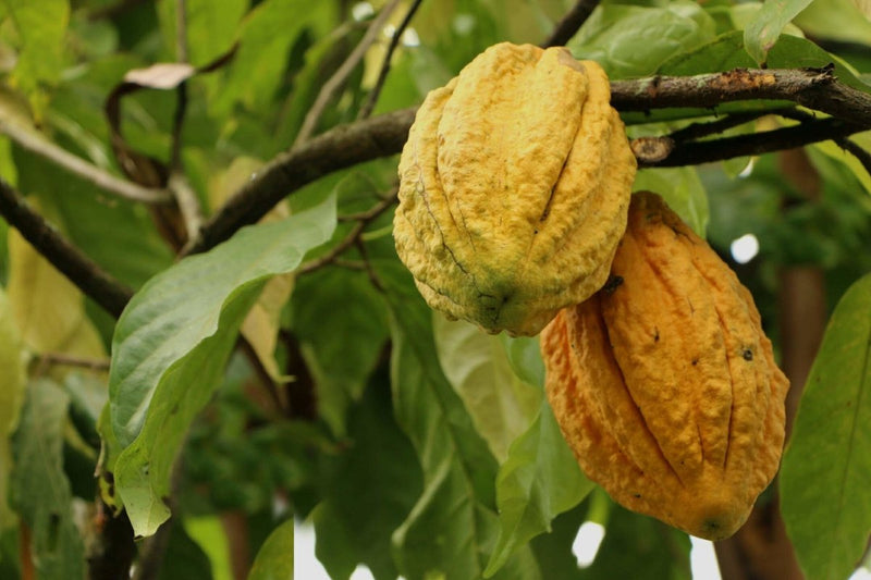 Comparing the Two Best Cacao Varieties in the World | To'ak Chocolate