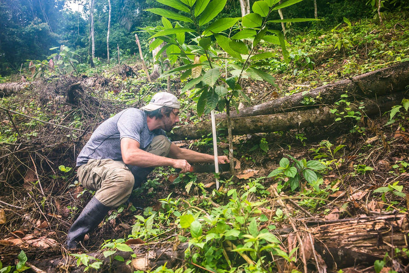 Giving Birth to a Cacao Tree | To'ak Chocolate