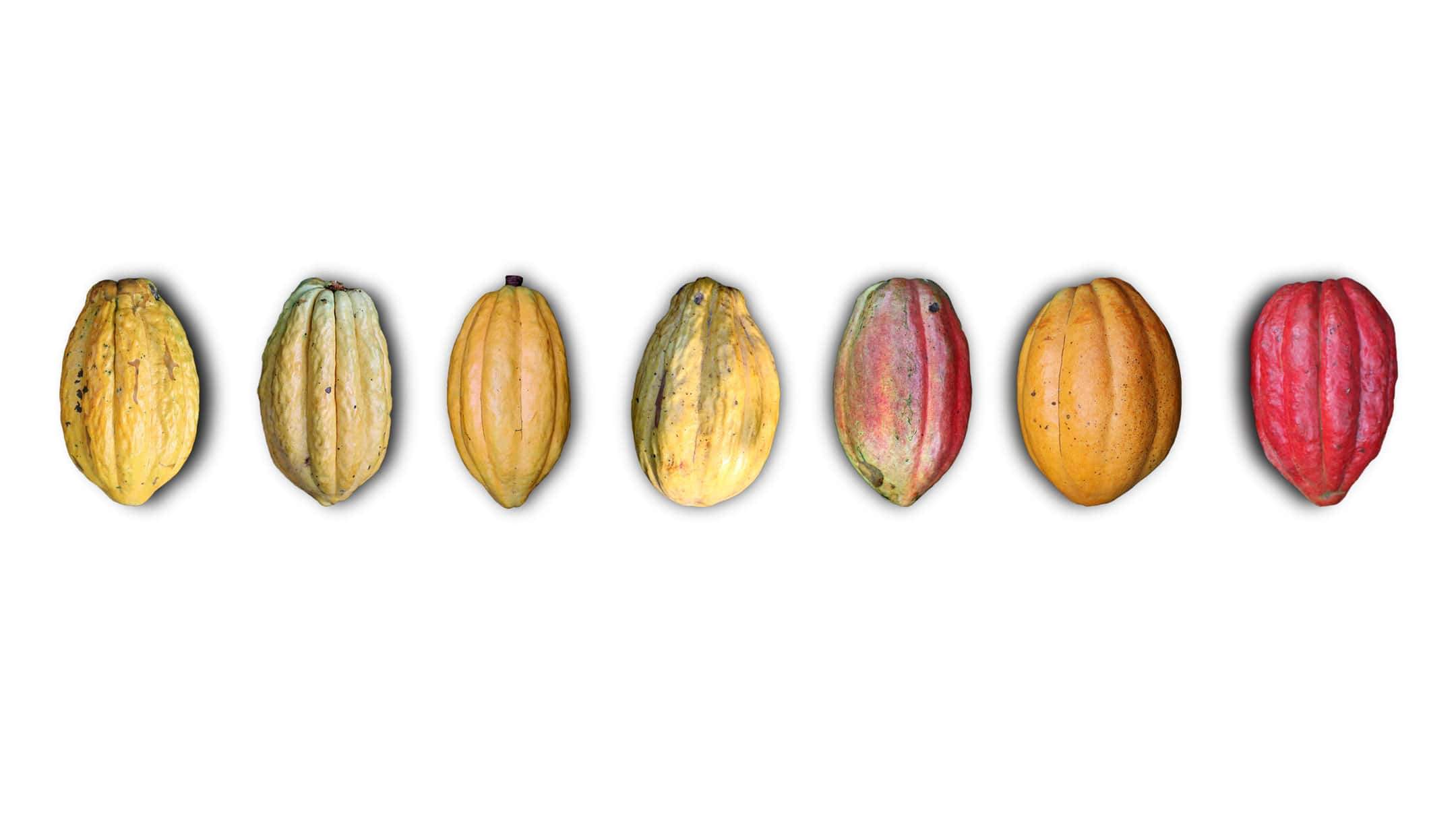 The Genetic Diversity of Cacao and Its… Amazon.com: Genetic Diversity of Cacao and its Utilization