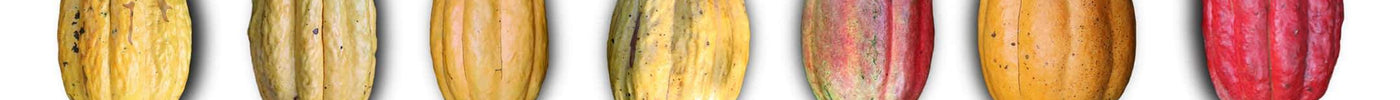 Genetic & Morphology Analysis of Nacional Cacao in Piedra de Plata | To'ak Chocolate