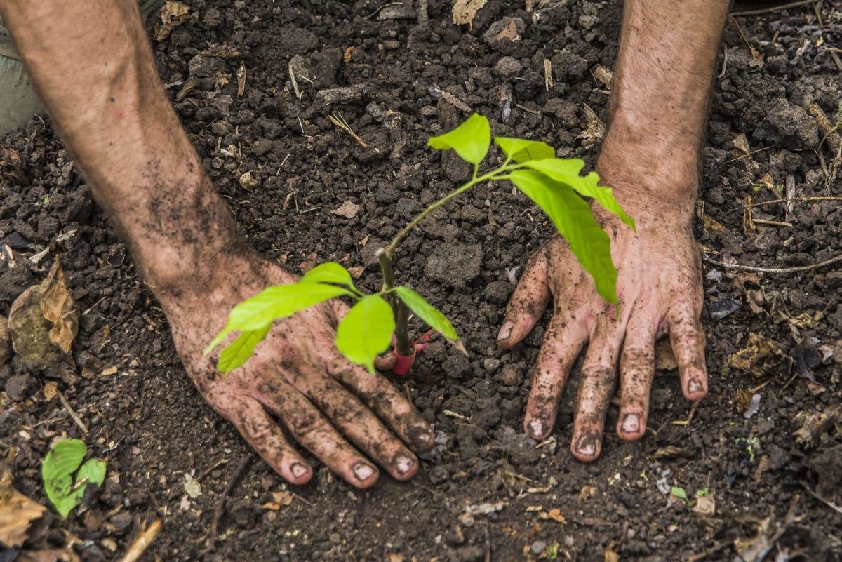 Heirloom Cacao Conservation Timeline | To'ak Chocolate