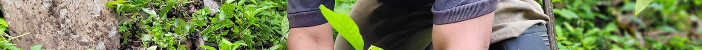 cacao farmer Marquez placing a cacao seedling in the soil with his hands