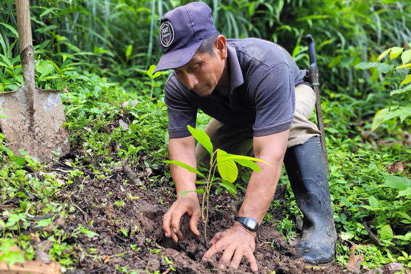 cacao farmer Marquez placing a cacao seedling in the soil with his hands