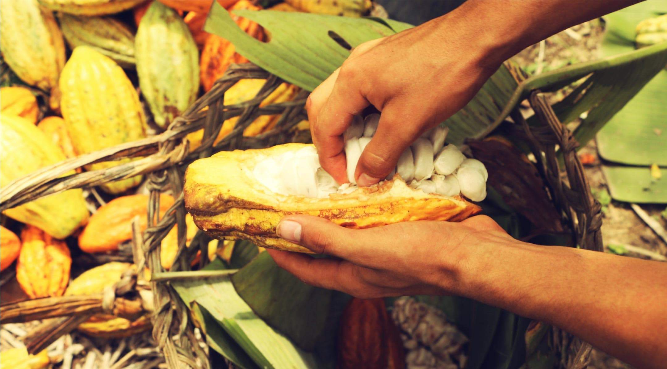 The Different Grades of Ecuadorian Cacao | To'ak Chocolate