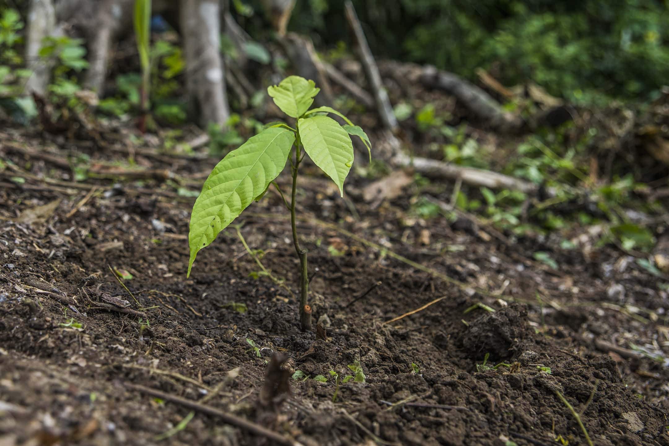 The Noah's Ark of Heirloom Cacao | To'ak Chocolate