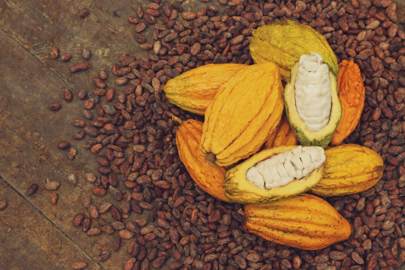 Transparency Report: How Much We Pay Cacao Growers | To'ak Chocolate