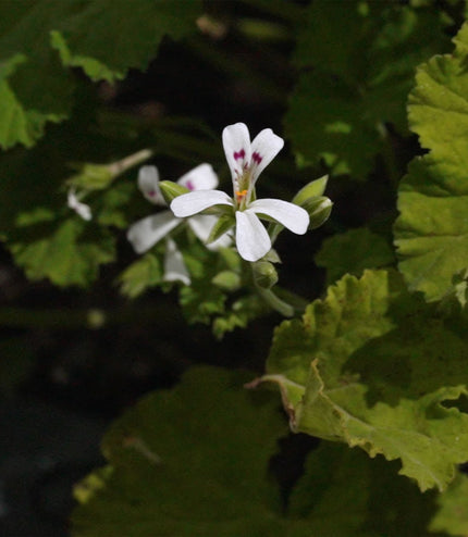 Malva Flowers - Alchemy Mini