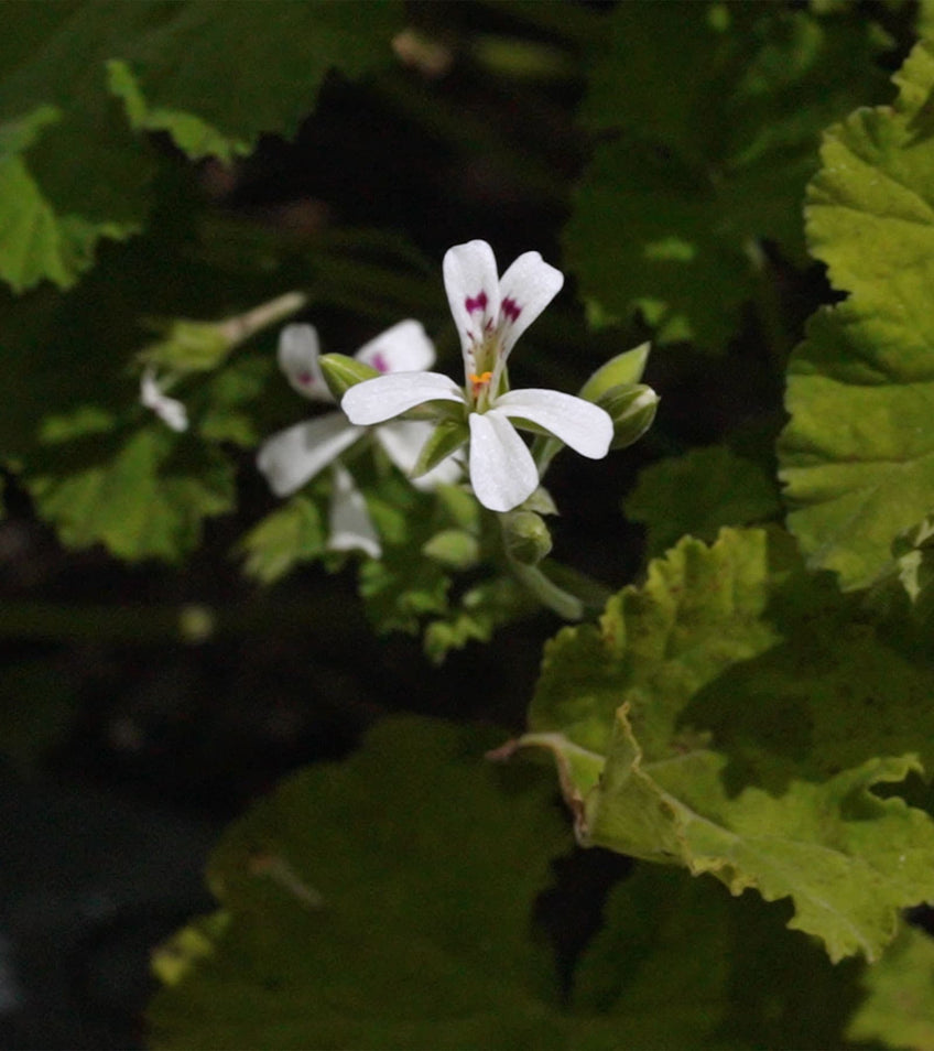 Malva Flowers - Mini