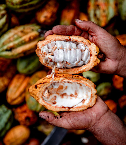 Malva Flowers - Alchemy Mini