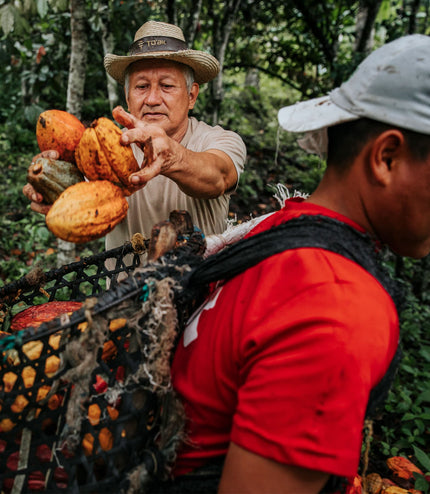 Golden Peanuts - Alchemy Mini
