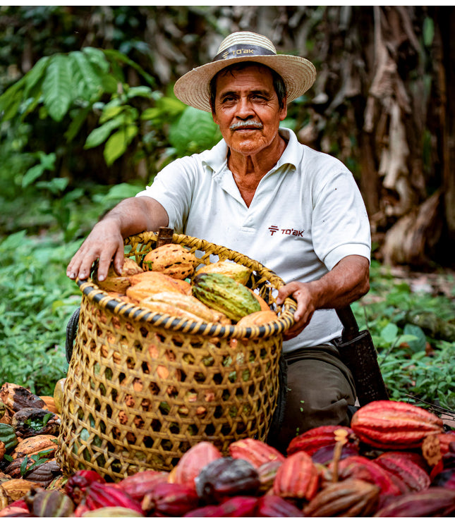 Amazonian Ants - Alchemy Mini