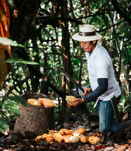 Spicy Tucupí - Alchemy Mini