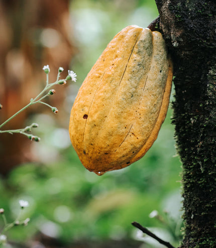Andean Mints - Alchemy Mini