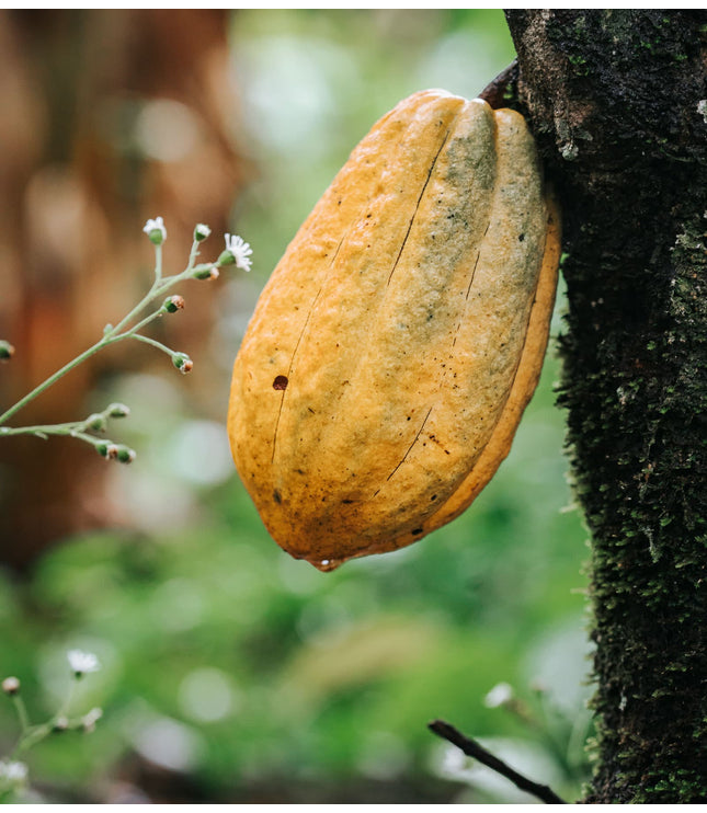 Andean Mints - Alchemy Mini