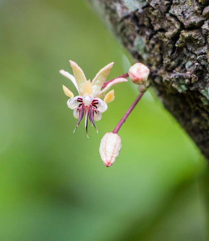 2022 Rain Harvest (100%) - Signature