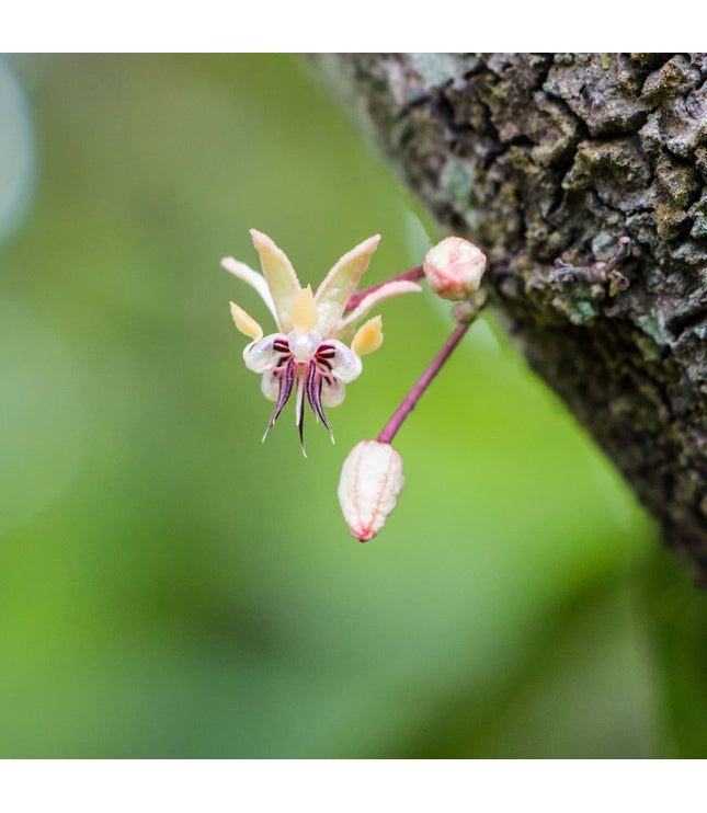 2022 Rain Harvest (100%) - Signature