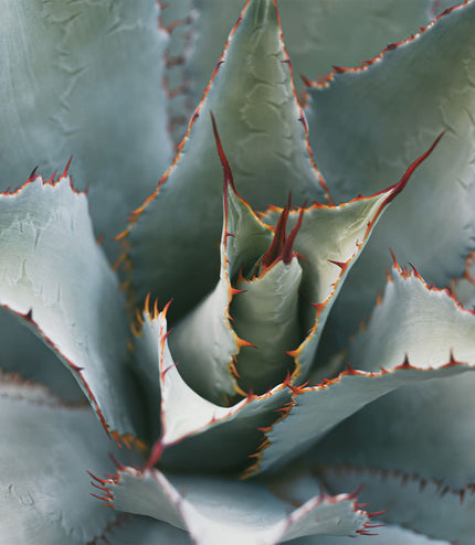 Oaxaqueño Mezcal Cask Aged