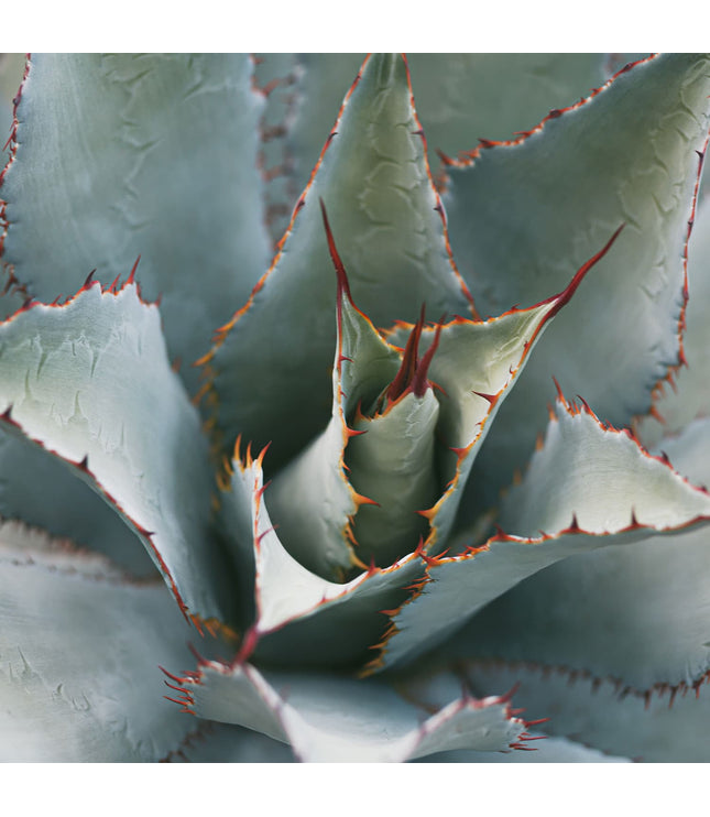 Oaxaqueño Mezcal Cask Aged