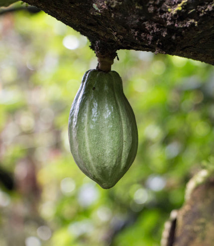 2022 Rain Harvest (100%) - Signature