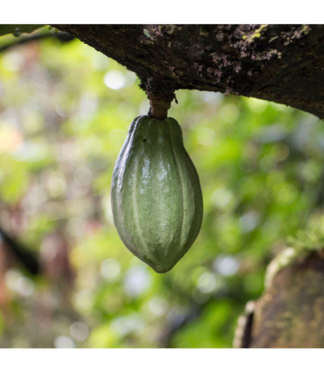 2022 Rain Harvest (100%) - Signature