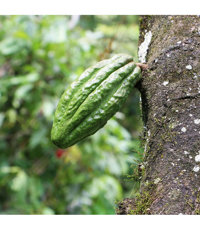 Islay Whisky Cask Aged