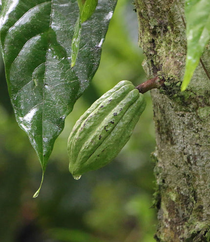 2022 Rain Harvest (73.5%) - Signature