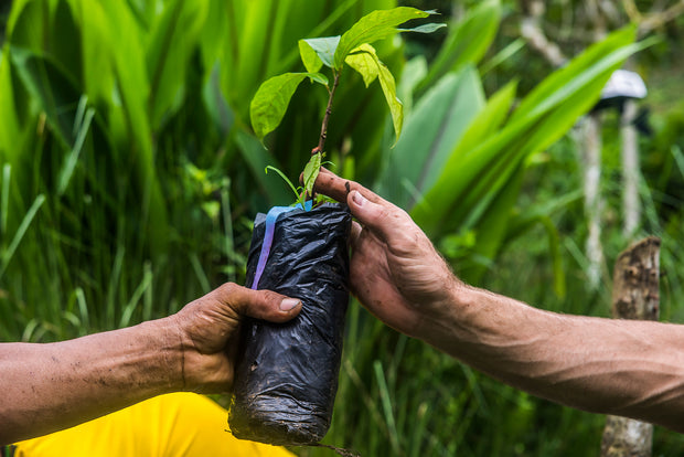 Regenerative Agriculture