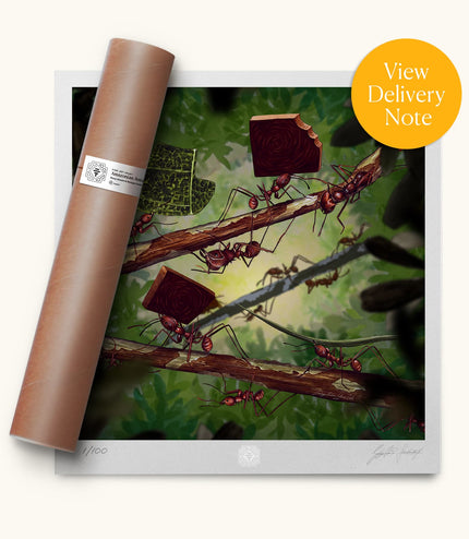 Fine Art Print - Amazonian Ants