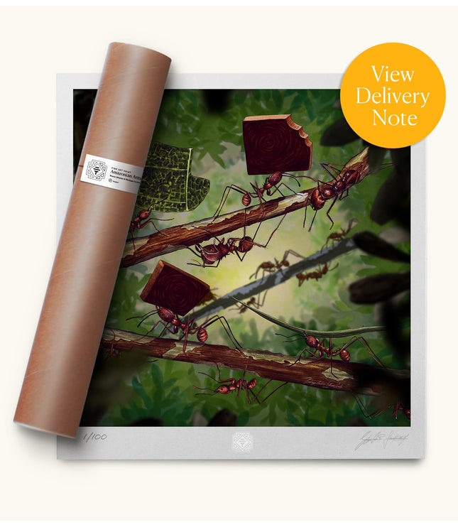 Fine Art Print - Amazonian Ants