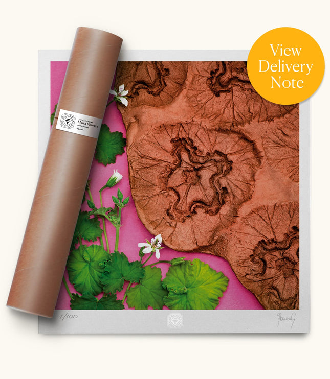 Fine Art Print - Malva Flowers