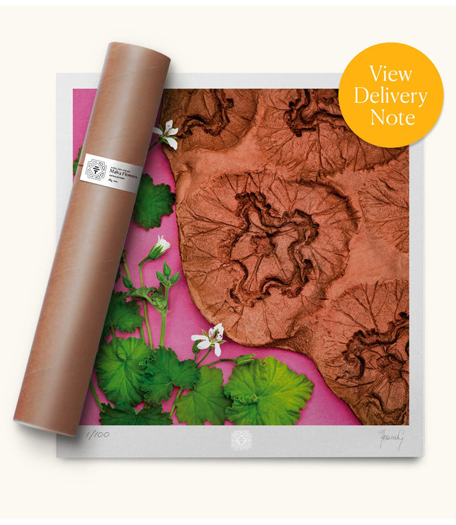 Fine Art Print - Malva Flowers