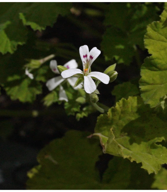 Malva Flowers - Alchemy Grande