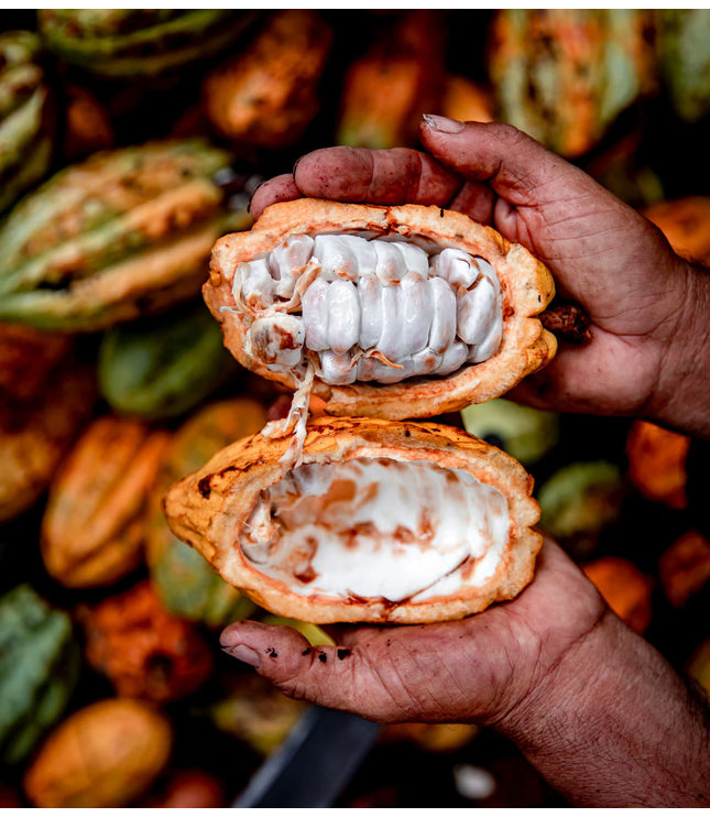 Malva Flowers - Alchemy Grande