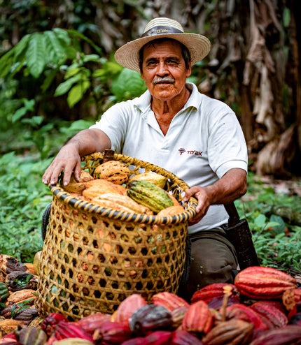 Amazonian Ants - Alchemy Grande