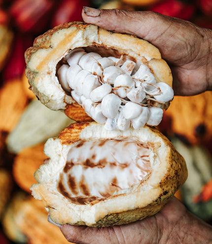 Rain Harvest 2021 (0 Hours Conch)