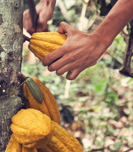 Rain Harvest 2021 (18 Hours Conch)