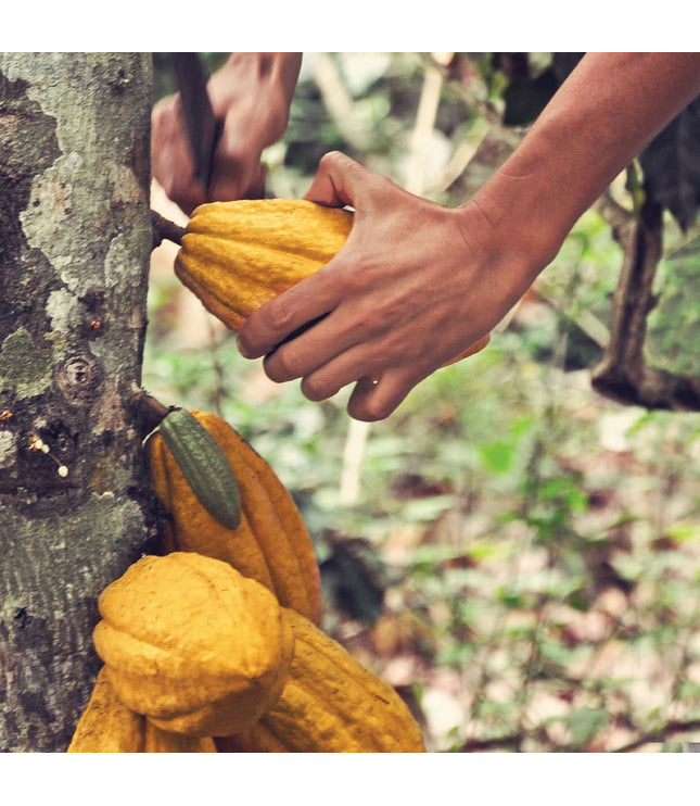 Rain Harvest 2021 (18 Hours Conch)