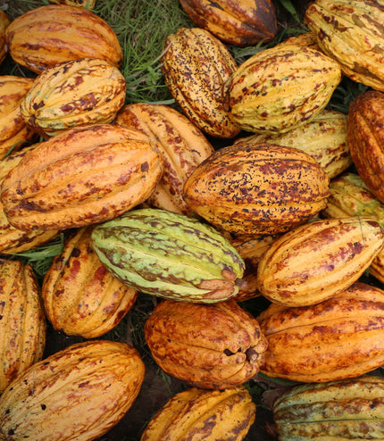 18 Mini Bars (Harvest & Aged)