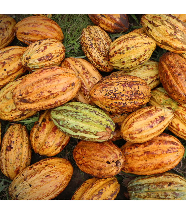 18 Mini Bars (Harvest & Aged)