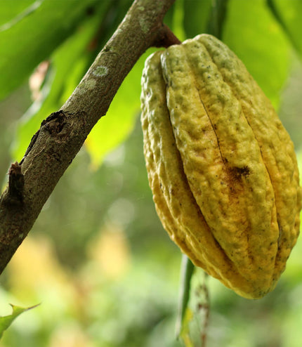 2019 Rain Harvest (75%)