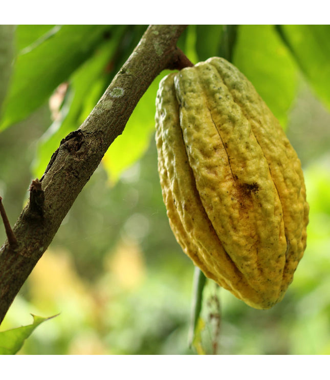 2019 Rain Harvest (75%)